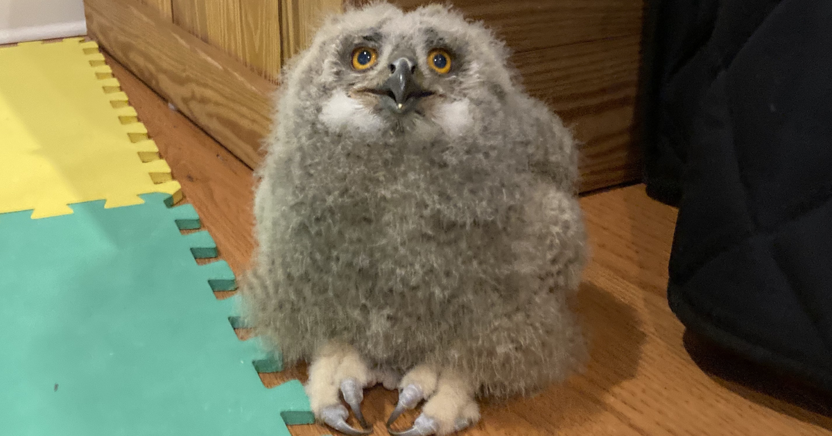 Baby owl joins Philly falconer's growing Raptor Jawns family as an education bird