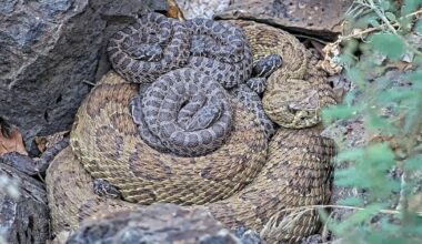 New livestream camera shows lives of Pennsylvania's secretive timber rattlesnakes