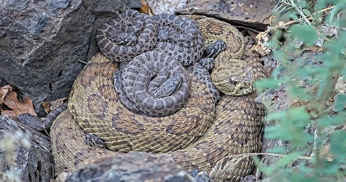 New livestream camera shows lives of Pennsylvania's secretive timber rattlesnakes