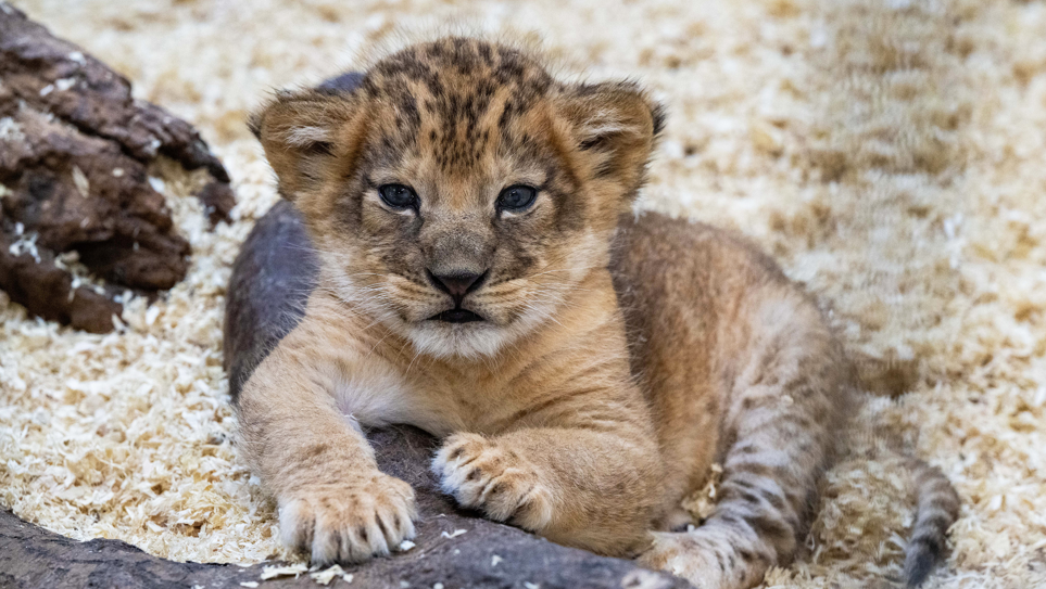 See the cutest lion cub just born at the Pittsburgh Zoo