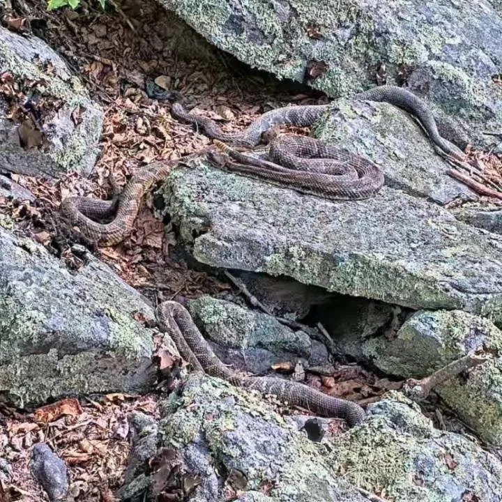 Rattlecam
