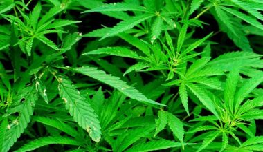 Reading drug investigation leads to seizure of bulk marijuana, handgun | Berks Regional News