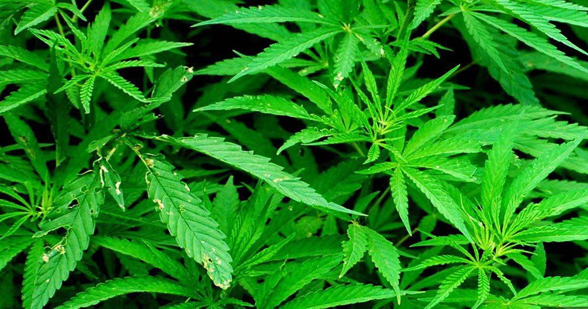 Reading drug investigation leads to seizure of bulk marijuana, handgun | Berks Regional News