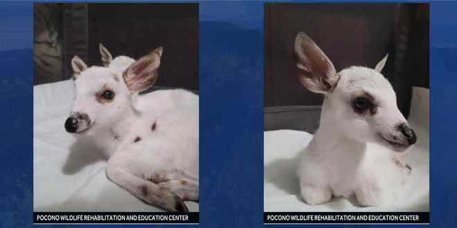 Two leucistic fawns, which make up less than 1% of the deer population, were rescued in Greentown, located in Pike County, Pennsylvania. two leucistic fawns, which make up less than 1% of the deer population, were rescued in greentown, located in pike county, pennsylvania.