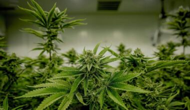 Senate committee passes bill creating Cannabis Control Board | Pennsylvania