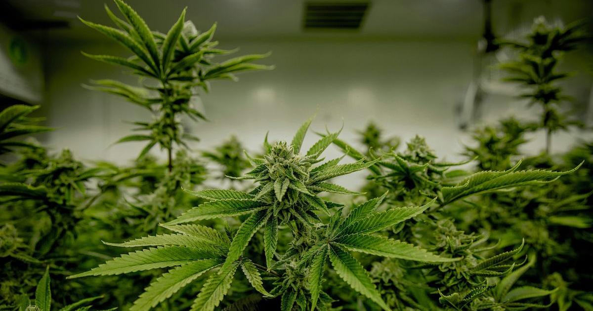 Senate committee passes bill creating Cannabis Control Board | Pennsylvania