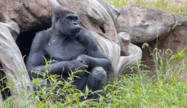 Pittsburgh Zoo acquires 33-year-old Little Joe in gorilla trade with Boston's Franklin Park Zoo