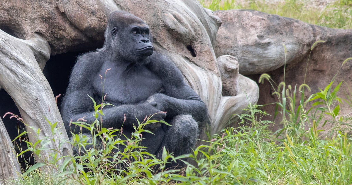 Pittsburgh Zoo acquires 33-year-old Little Joe in gorilla trade with Boston's Franklin Park Zoo