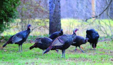 Spring turkey season begins today in Pennsylvania | News