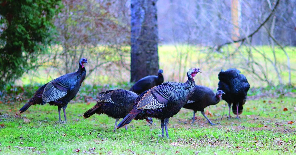 Spring turkey season begins today in Pennsylvania | News