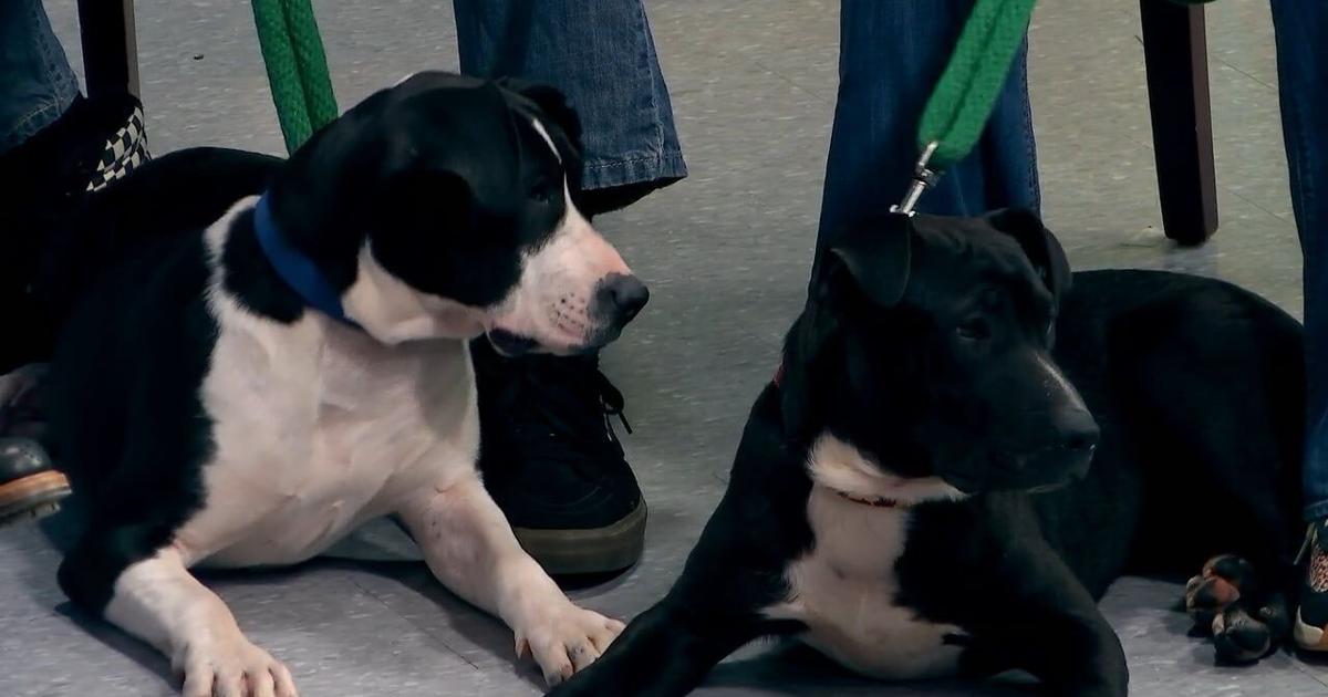 Button and Sylvia: Just waiting on a friend | 69News at Sunrise