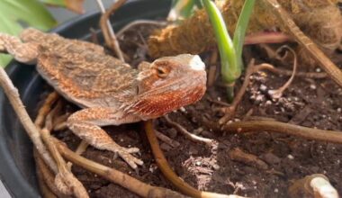 Bearded dragon becomes unlikely mascot at Lehigh County DA's Office | Lehigh Valley Regional News