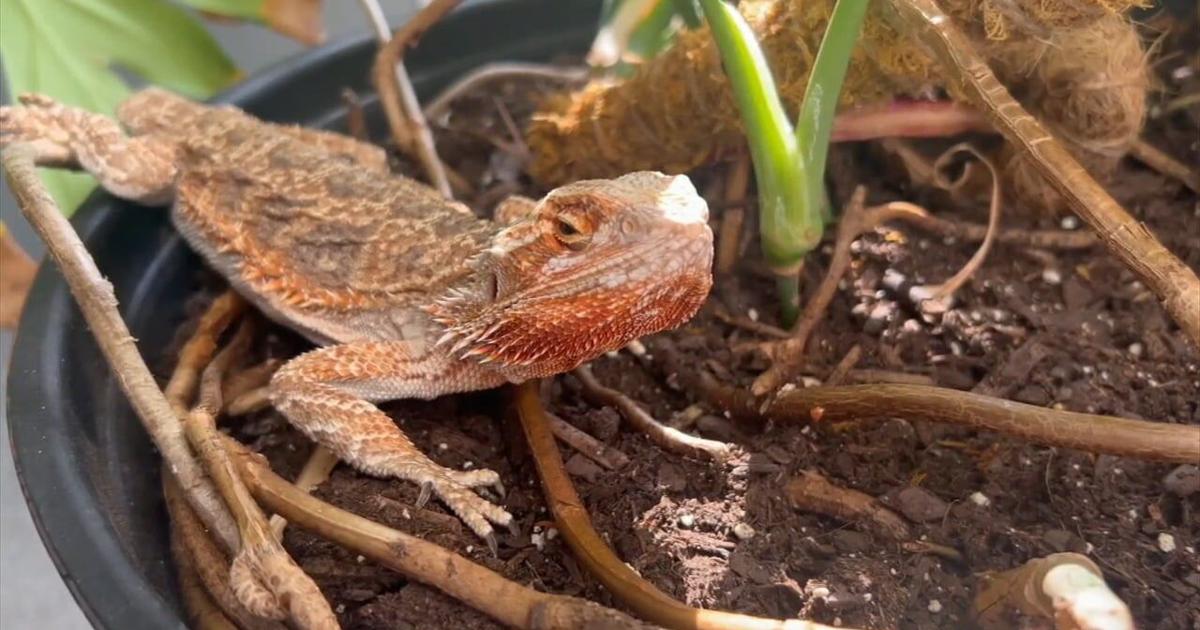 Bearded dragon becomes unlikely mascot at Lehigh County DA's Office | Lehigh Valley Regional News