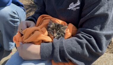 Kitten Saved From Sewer in Downtown Erie | News