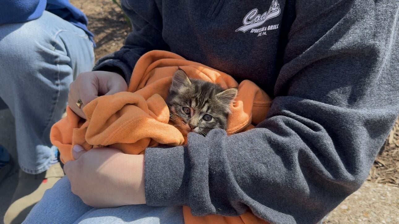 Kitten Saved From Sewer in Downtown Erie | News