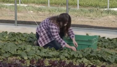 Shapiro urges support for farmers after sudden freeze causes widespread damage to crops | Berks Regional News