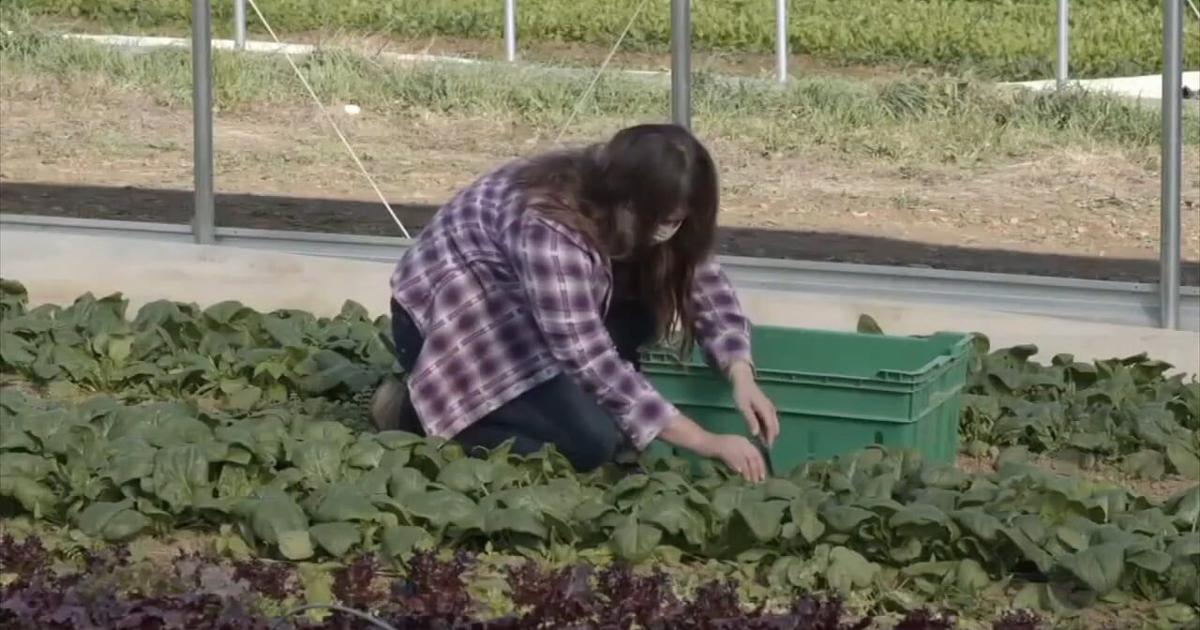 Shapiro urges support for farmers after sudden freeze causes widespread damage to crops | Berks Regional News
