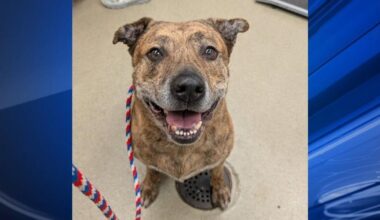 Furry Friends: Lug & Allentown | Berks Regional News