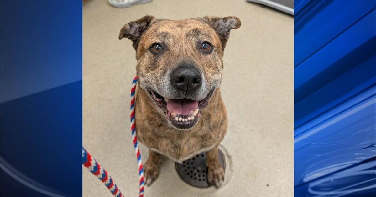 Furry Friends: Lug & Allentown | Berks Regional News