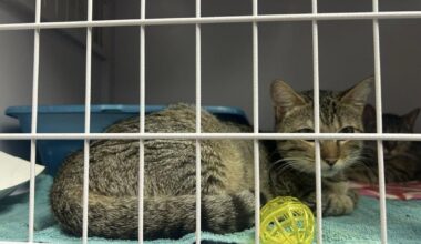 Cats at ANNA Shelter Getting Ready for Adoption After Rescue | Local News