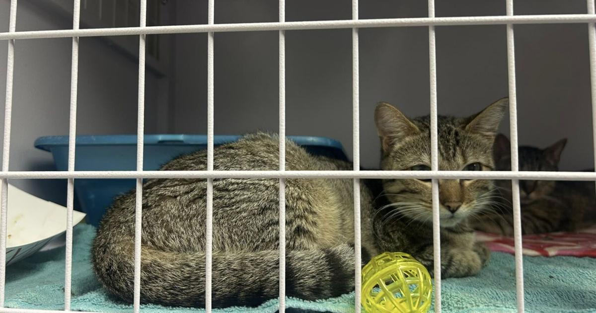 Cats at ANNA Shelter Getting Ready for Adoption After Rescue | Local News