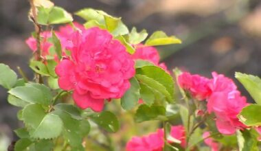 How to stay safe in the heat while you're gardening | Lehigh Valley Regional News