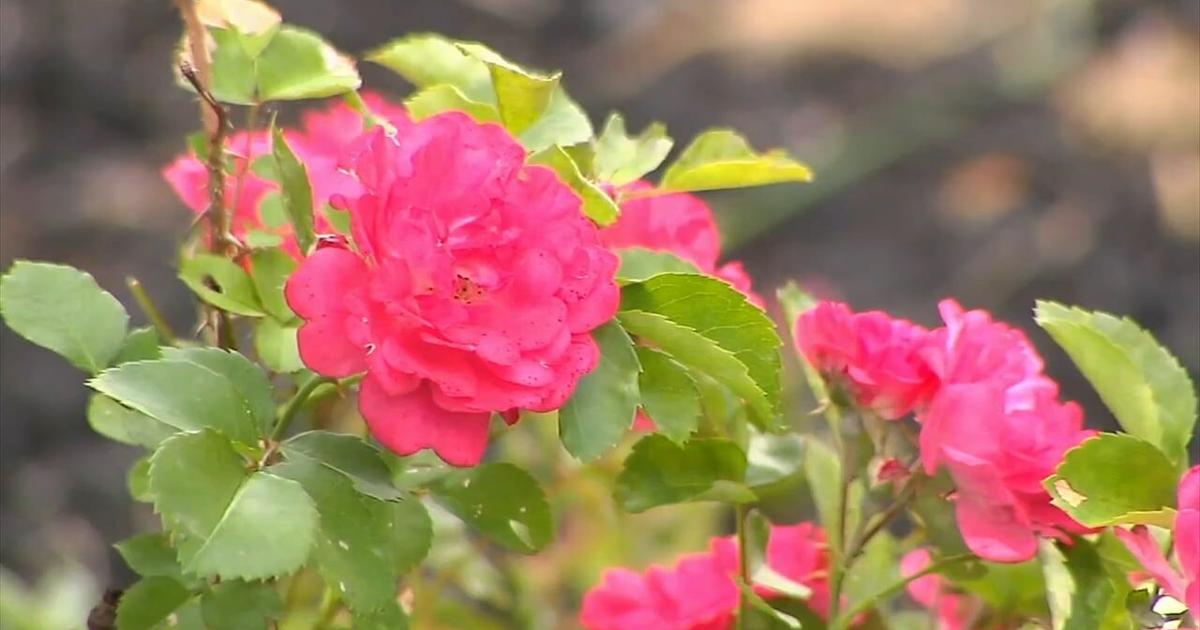 How to stay safe in the heat while you're gardening | Lehigh Valley Regional News