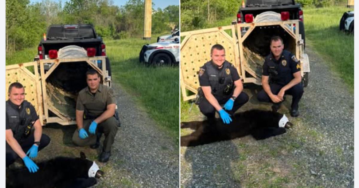 Bear nabbed near baseball fields in South Whitehall Twp., will be relocated to wooded habitat | Allentown Area