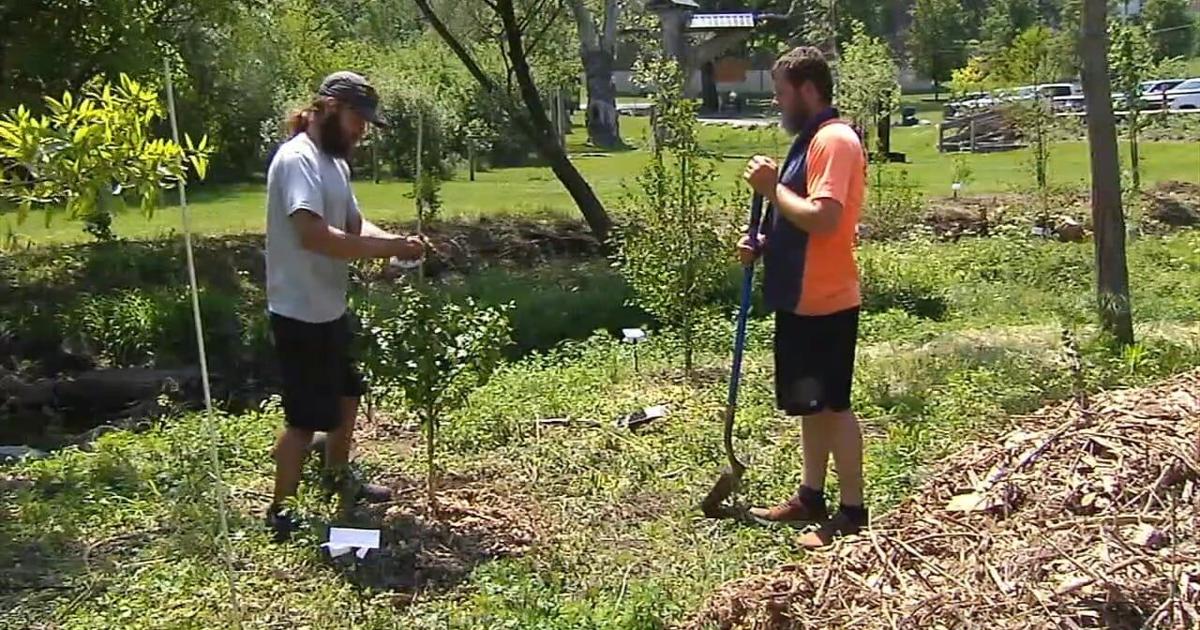 Easton Urban Conservation is planting 100 trees along Spring Creek | Easton Area