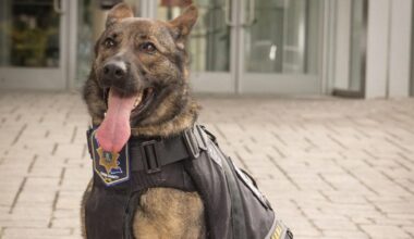 Retired K-9 ‘Nevie,’ who detected explosives for Lehigh County Sheriff's Office, dies | Lehigh Valley Regional News