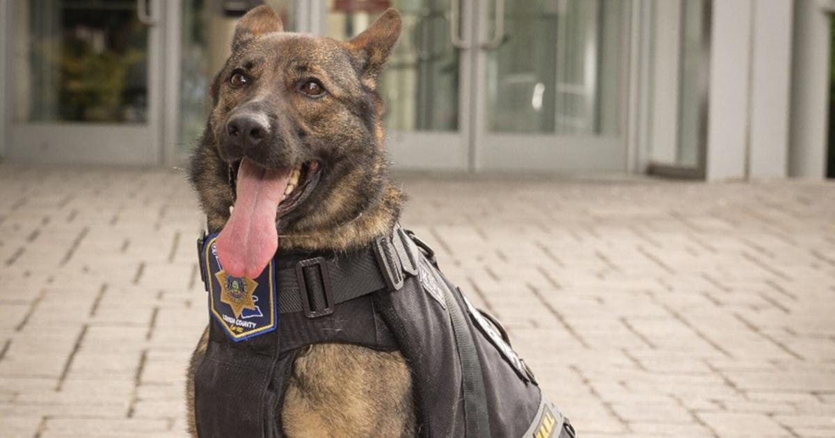 Retired K-9 ‘Nevie,’ who detected explosives for Lehigh County Sheriff's Office, dies | Lehigh Valley Regional News