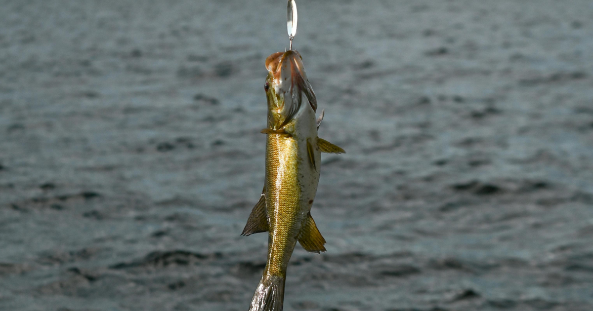 Erie Man Takes Home $200K in Florida Fishing Tournament | News