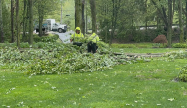 Multiple Fallen Trees Hit Local Neighborhoods | News