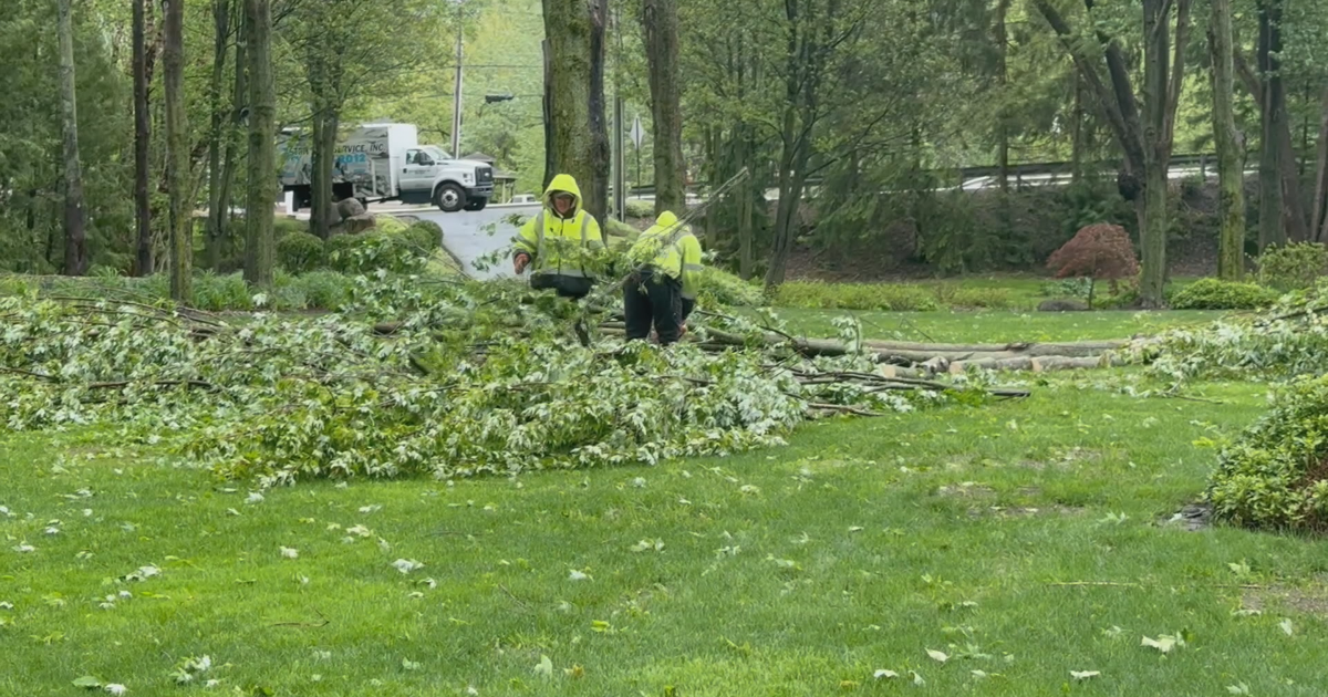 Multiple Fallen Trees Hit Local Neighborhoods | News