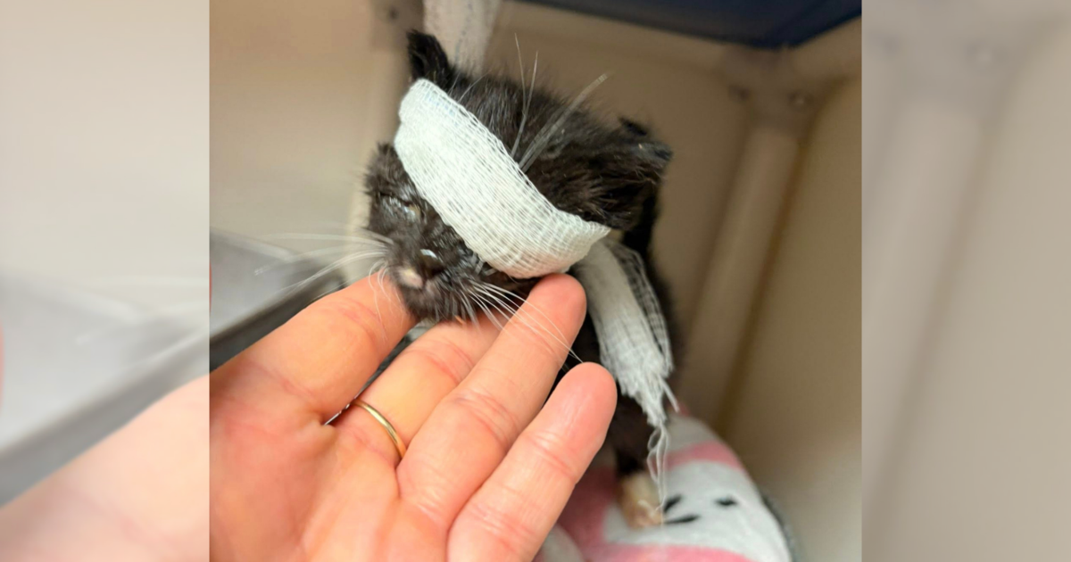 Severely Injured Kitten Sid Receives Care at Erie Humane Society | News