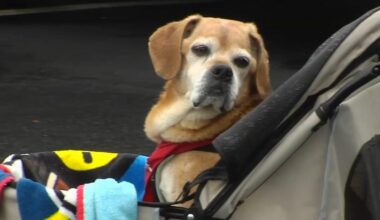 Make a Difference Monday: Lehigh Valley gears up for pet‑friendly festival at Grange Park | Make A Difference Monday