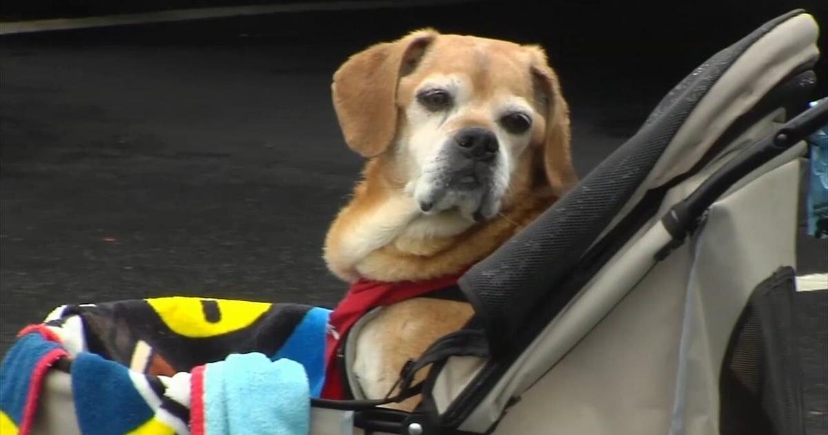 Make a Difference Monday: Lehigh Valley gears up for pet‑friendly festival at Grange Park | Make A Difference Monday