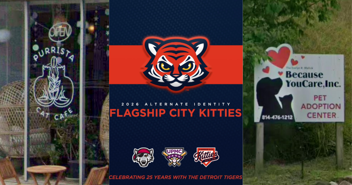 Four Flagship City Kitties Games to Feature Real Kittens | News
