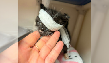 Sid the Kitten from the Erie Humane Society Passes Away | News