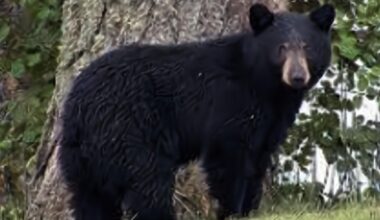 Residents cautioned after black bear sightings in New Britain Twp. | Southeastern Pennsylvania