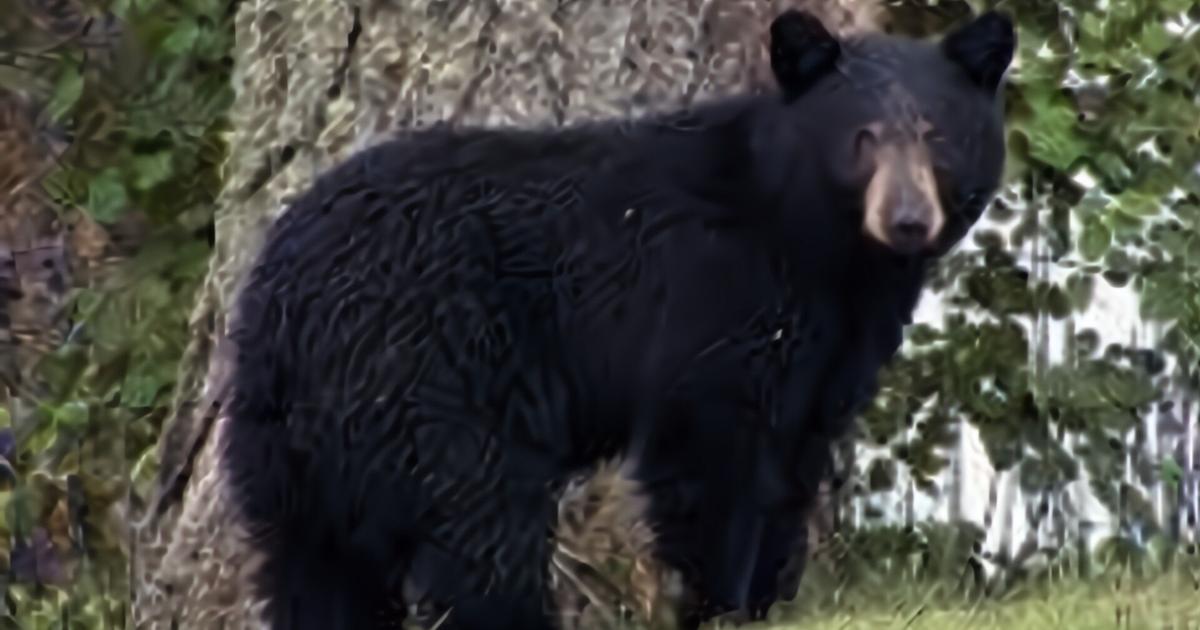 Residents cautioned after black bear sightings in New Britain Twp. | Southeastern Pennsylvania