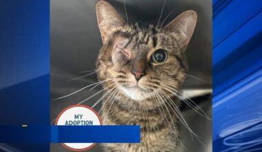 Furry Friends: Blake & Mama Odie | Berks Regional News