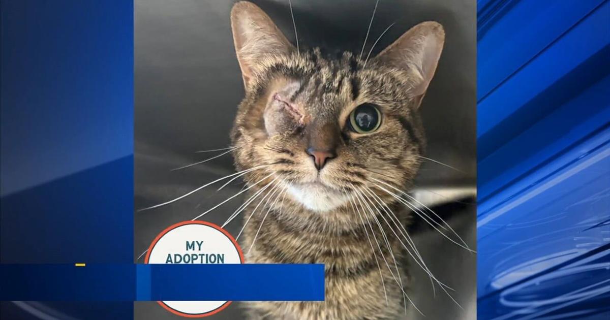 Furry Friends: Blake & Mama Odie | Berks Regional News
