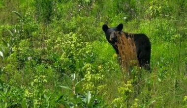 Bear spotted in Towamencin Township, Montgomery County, police say