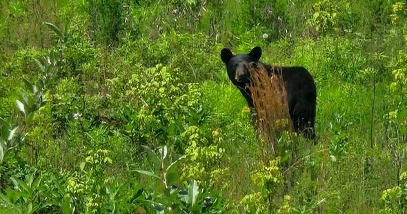 Bear spotted in Towamencin Township, Montgomery County, police say