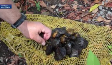 Freshwater mussels see revival in Pennsylvania