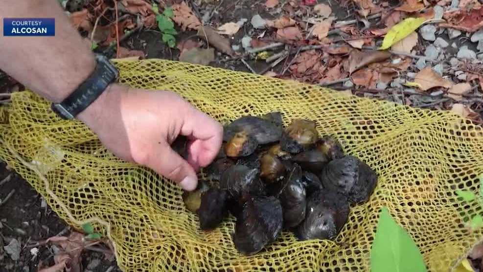Freshwater mussels see revival in Pennsylvania
