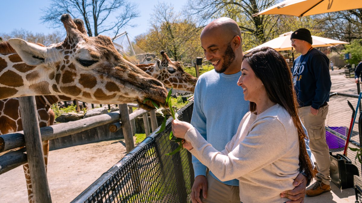 Philadelphia Zoo kicking off fundraising campaign with celebration – NBC10 Philadelphia