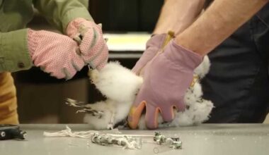 Peregrine falcon chicks banded at Harrisburg state office building