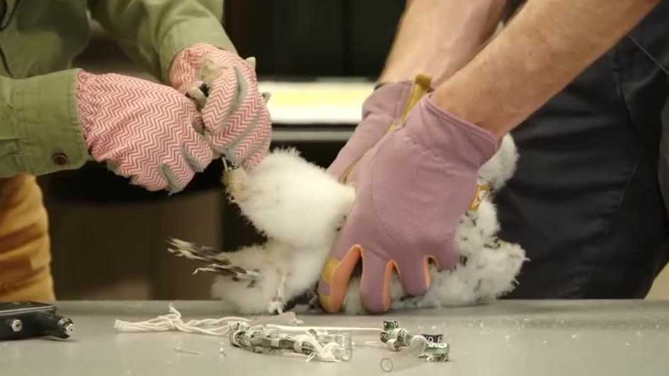 Peregrine falcon chicks banded at Harrisburg state office building
